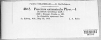 Puccinia extensicola image